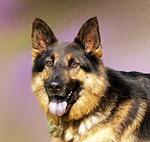 Online Hundetraining