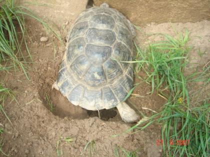 Griechische Breitrandschidkröten