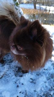 Chihuahua Deckrüde dark schoko