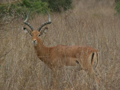 Kenia – Safari / 6 Tage atemberaubende Erlebnisse!!!