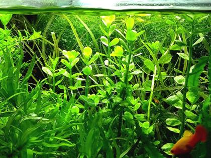 Fettblatt, Aquariumpflanzen, Versand