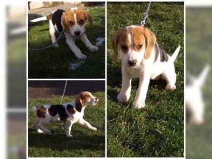 Beaglewelpen suchen liebevolles neues Zuhause