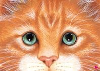 Napfunterlage - Katze