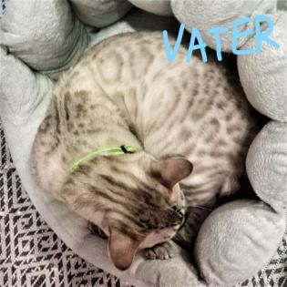 Reinrassige Bengalkitten mit Stammbaum! Mini Leoparden!