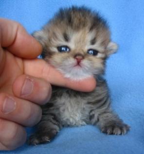 Perserbabys