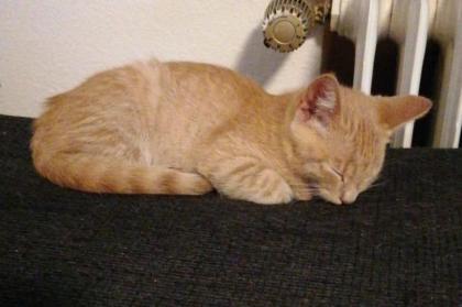 PEPE - europäische Hauskatze - ca. 4 Monate - Tierhilfe-Franken e.V.