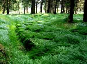 1 Million Bäume für die Welt