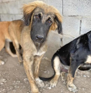 Barny sucht ein passendes Zuhause