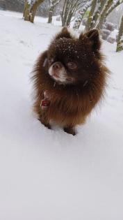 Chihuahua Deckrüde dark schoko