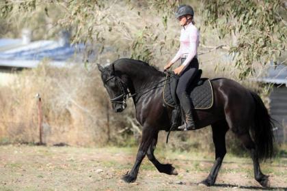 Friesen Wallach mit Papier / Pinto Barockpferd