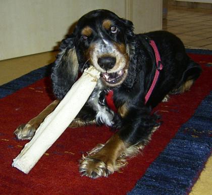 Tricolor Cocker Spaniel Deckrüde