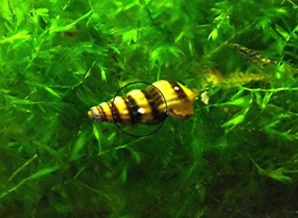 Raubschnecken, Anentome helena (Versand/ Abholung)