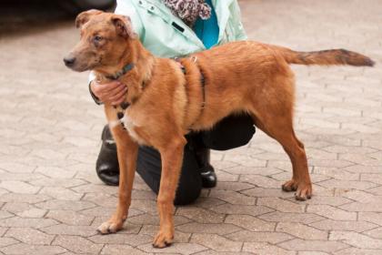 INDIO - Malinois-Aussi-Mix - 7 Monate - Tierhilfe-Franken e.V.