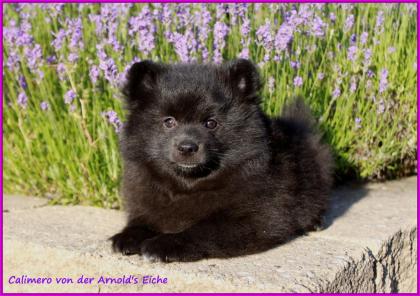 Spitzrüden blauschwarz