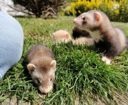 Bildhübsche junge Frettchen abzugeben