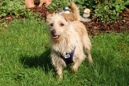 ELLILEIN - Mischling - 4 Jahre - Tierhilfe-Franken e.V.