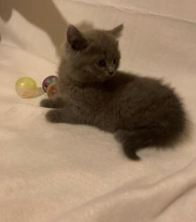 BKH KItten