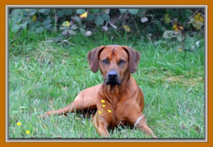 Rhodesian Ridgeback Wurfankündigung