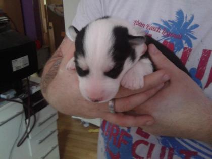 Husky welpen suchen bald neues zuhause
