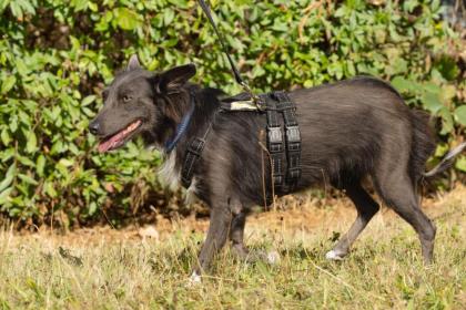 SPITZILEIN - Mischling - 2, 5 Jahre - Tierhilfe-Franken e.V.