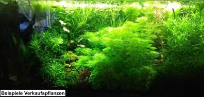 Fettblatt, Aquariumpflanzen, Bündel (Versand/ Abholung)