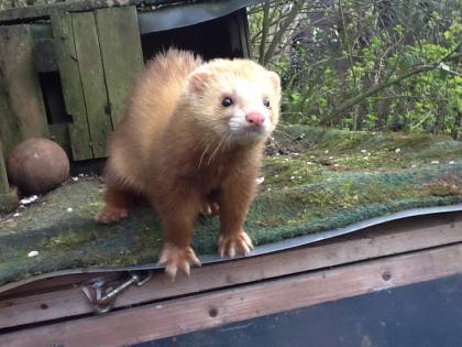 Biete Frettchen, geb. Anfang Mai d.J., Rüden und Fähen.