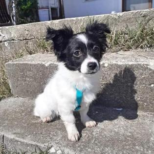 Hera -Pflegestelle gefunden