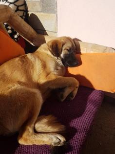 Baolou ein ruhiger Zeitgenosse