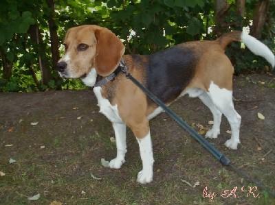 Diensleistungen rund um Haustiere