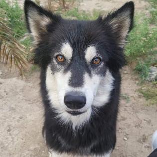 Buddy - Vermittlungshilfe Kontakt ueber www.buddys-tierhilfe.de