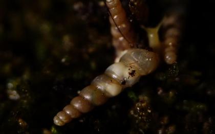 Verschiedene Schnecken *keine Achatschnecken*