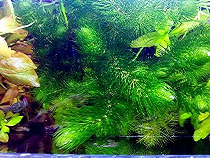 Rotstängeliges Hornblatt „Mexiko“, Bündel, Aquarienpflanzen (Versand/ Abholung)