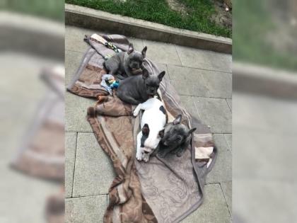 Sehr sportliche und gesunde Französische Bulldoggen Welpen