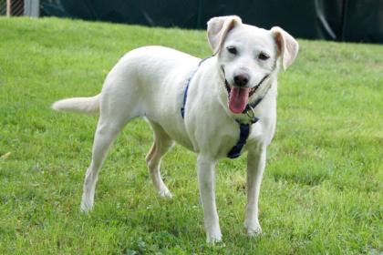 BELISSA - Labrador-Mix - 7 Jahre - Tierhilfe-Franken e.V.