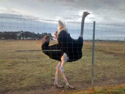 Laufvögel Strausse, Strauße, Strauss, Strauß, Straussenei, Straußenei