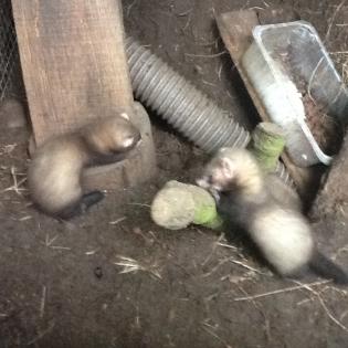 Biete Frettchen, geb. Anfang Mai d.J., Rüden und Fähen.