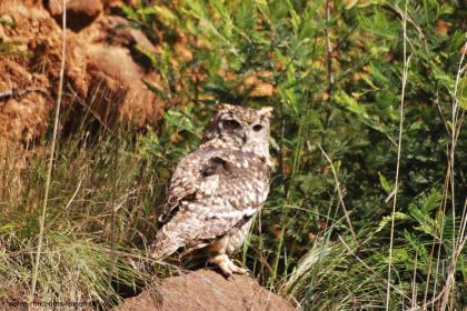Rundreise, Südafrika, individuell, Schwerpunkt Vogelbeobachtung, Ausarbeitung ei
