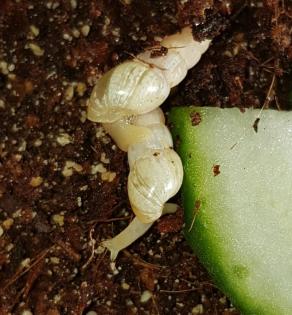 Verschiedene Schnecken *keine Achatschnecken*