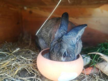 Deutsche Riesen haesin