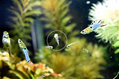 Japan Blue, Endler, RARITÄT, reinerbig (Versand/ Abholung)