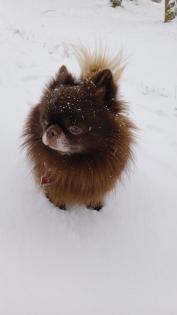 Chihuahua Deckrüde dark schoko