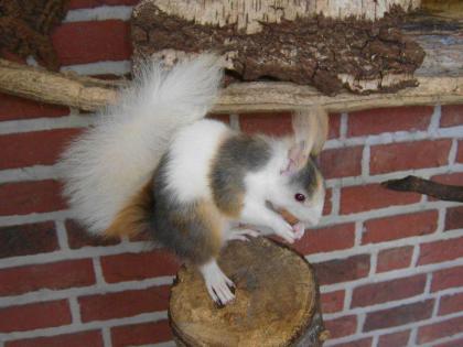 Ich suche 2 Eichhörnchen Weibchen