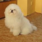 Bologneser mit Stammbaum