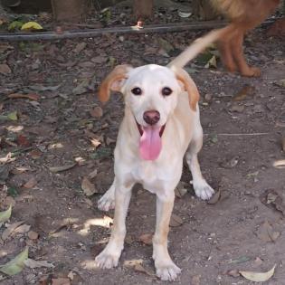 Stella - aktive und quirlige Maus