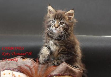 Klassic&Blue Maine Coon Kitten-super