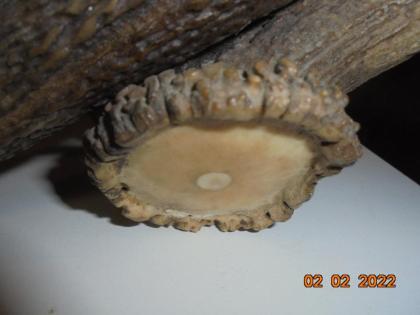 Kronleuchter, Deckenlampe, Hängelampe, Geweih, Gehörn, Geweihlampe, Geweihkronle