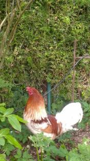 Grünleger Hähne wunderschön , sehr lieb und zutraulich