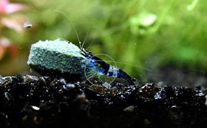 Carbon Rili Blue, Zwerggarnele, reinerbig (Versand/ Abholung)