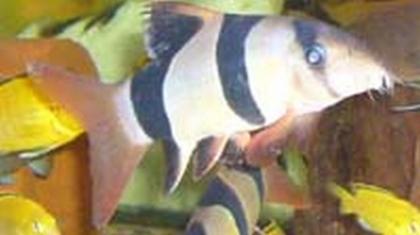 Prachtschmerle Chromobotia macracanthus