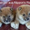 21 Jahre Shiba Inu Zucht in Sachsen